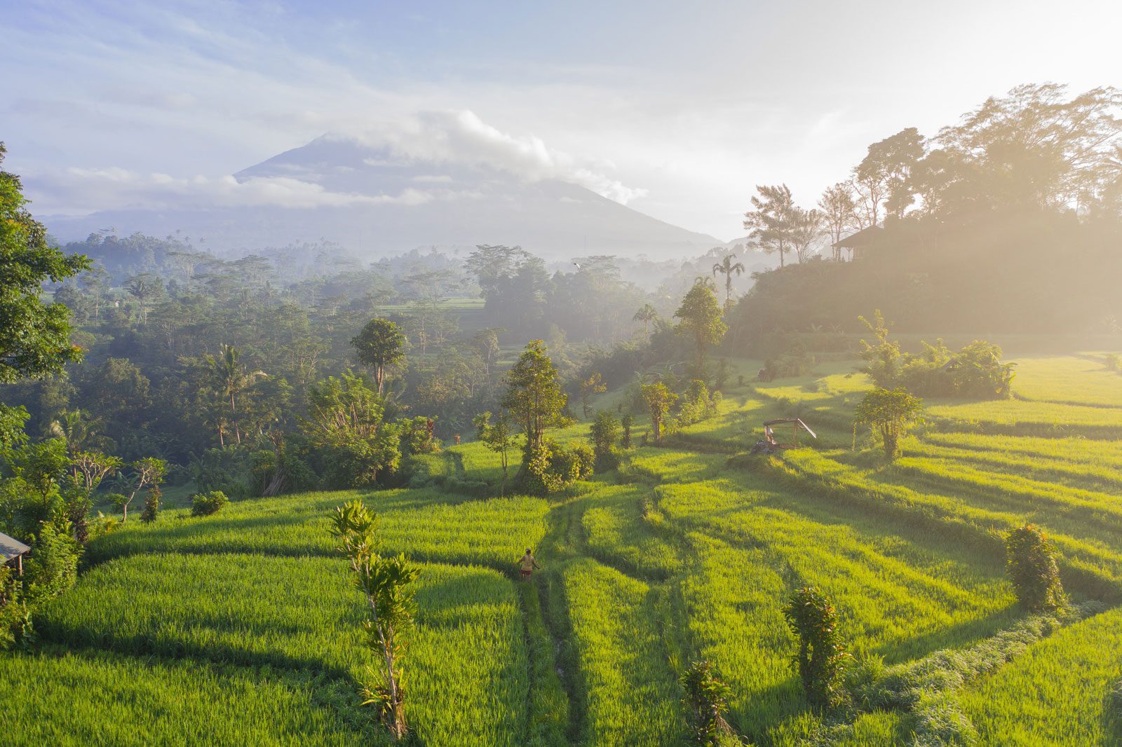 rice terraces