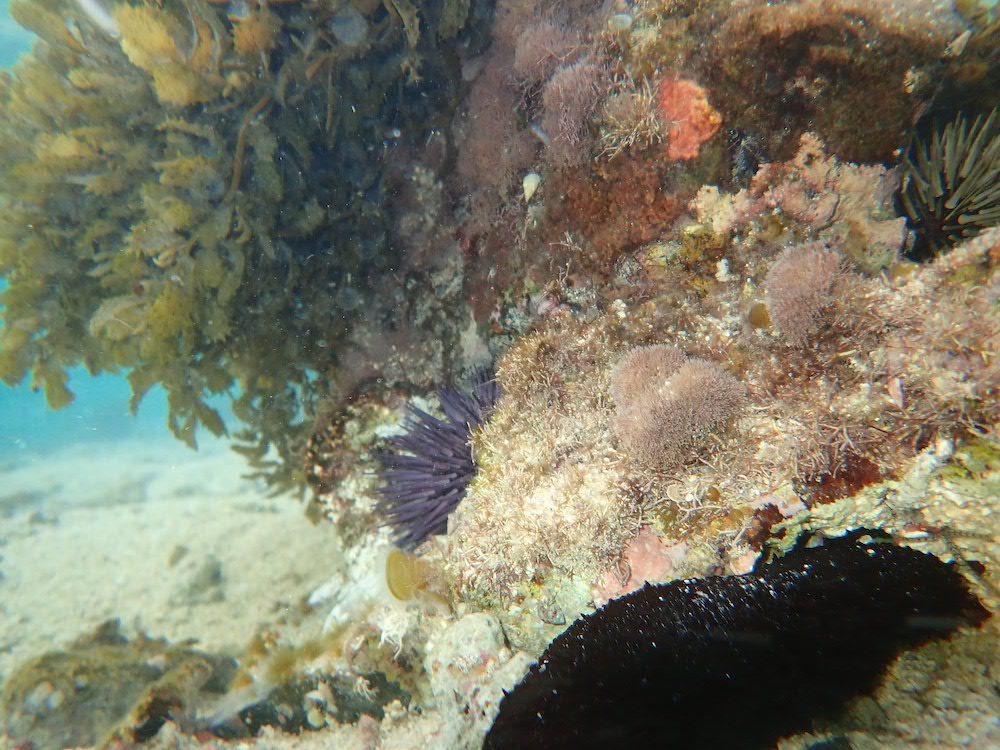 snorkeling mauritius