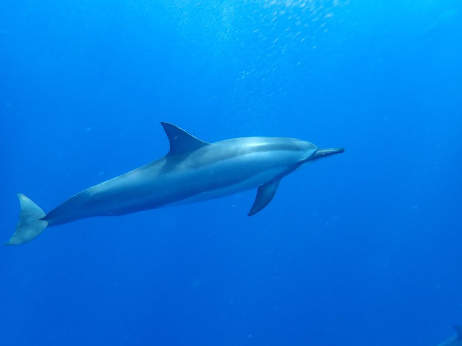 dolphin things to do in Mauritius
