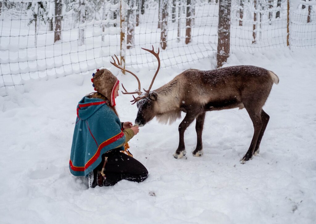 Sami norway reindeer