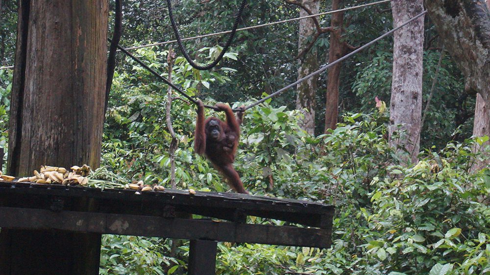 orangutans malaysia