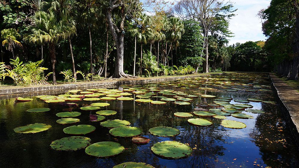 Pamplemousses Botanical Garden mauritius
