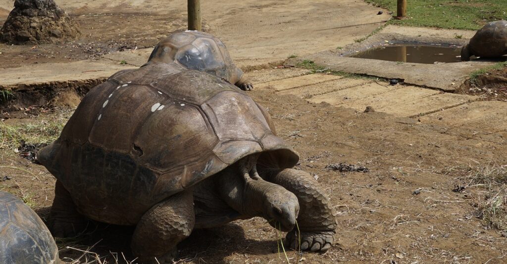 giant tortoises mauritius