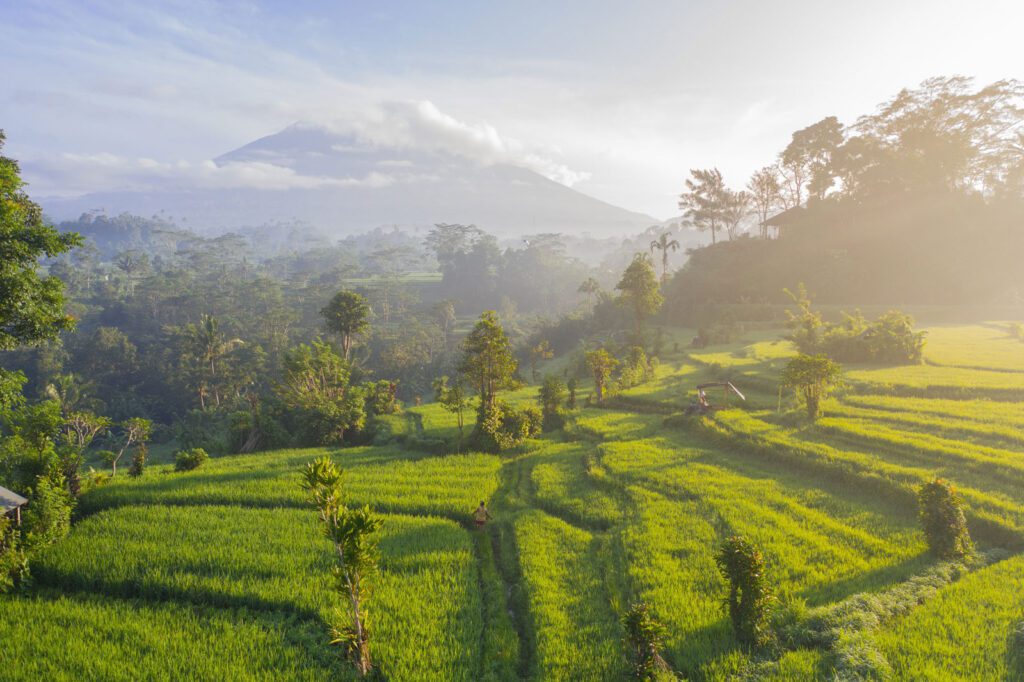 Tegallalang rice terraces