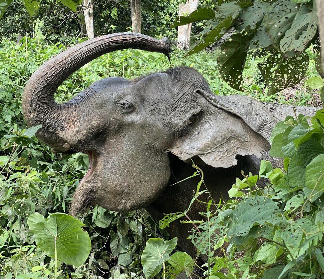 kanoon, elephant rescue in Thailand