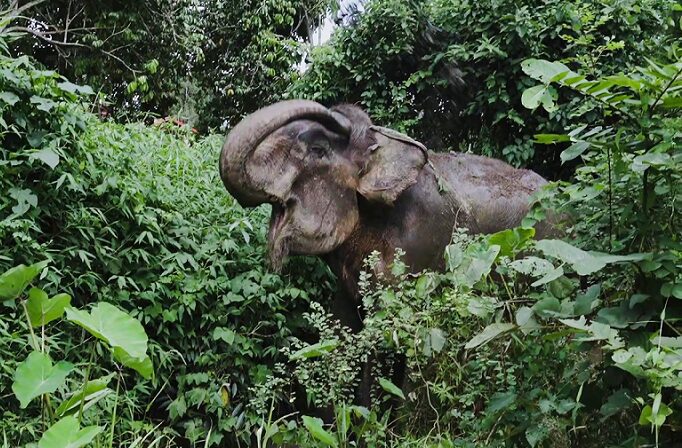 elephant rescue in Thailand Kanoon