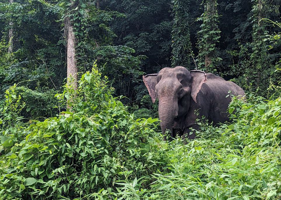 elephant rescue in Thailand