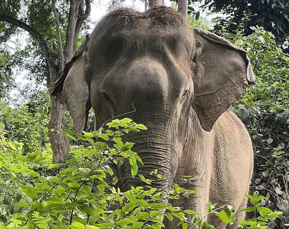 kanoon elephant thailand