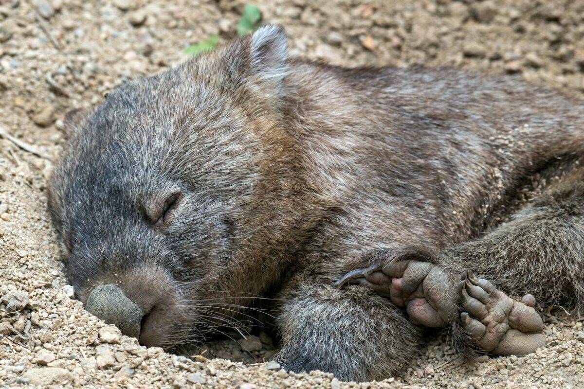 wombat tasmania