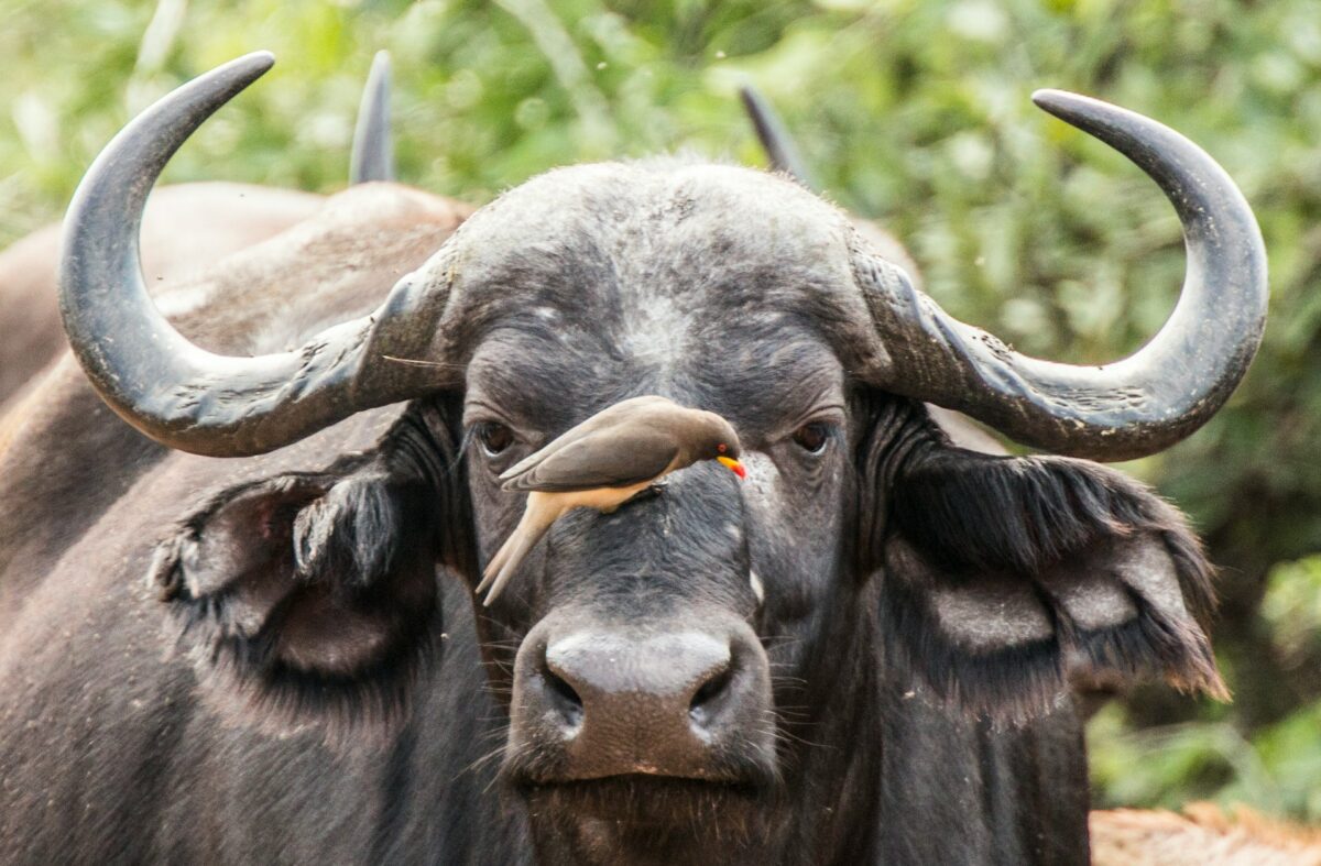 south african safari water buffalo