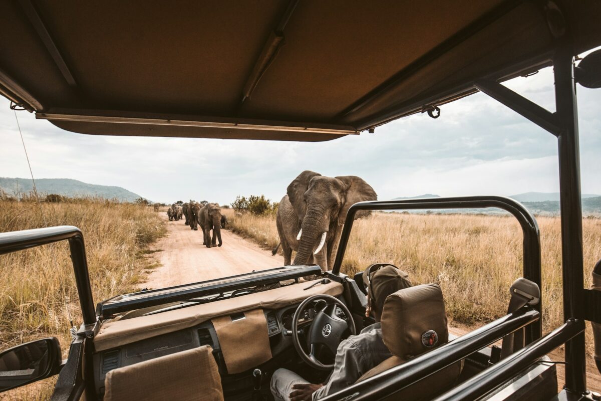 eco safari game drive