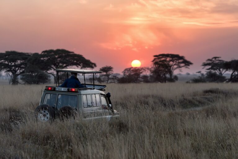 eco safari