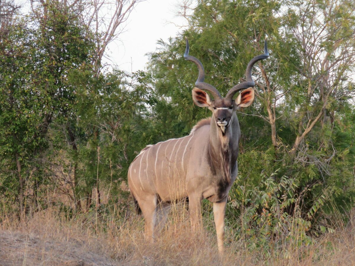 south african safari in winter