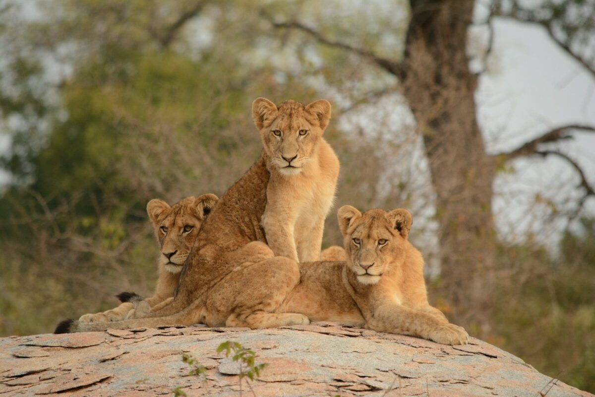 lions kruger