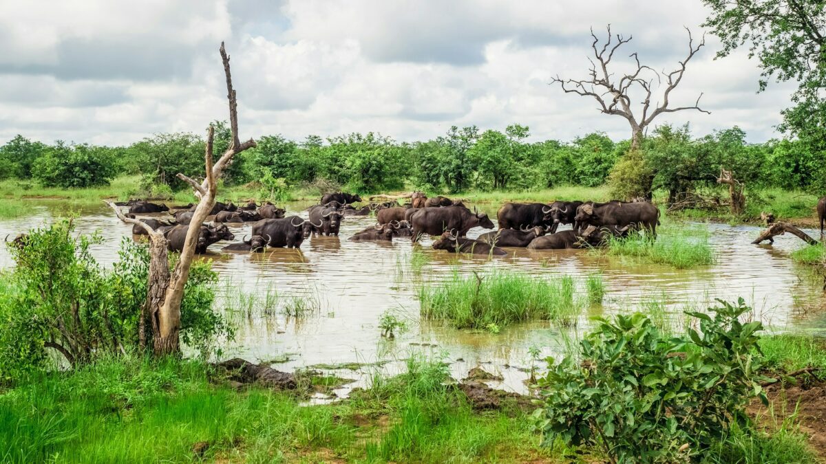 african buffalos safari