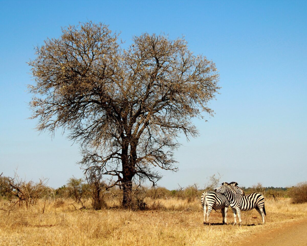 zebras national park