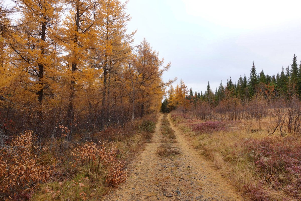 Hallormsstaðarskógur