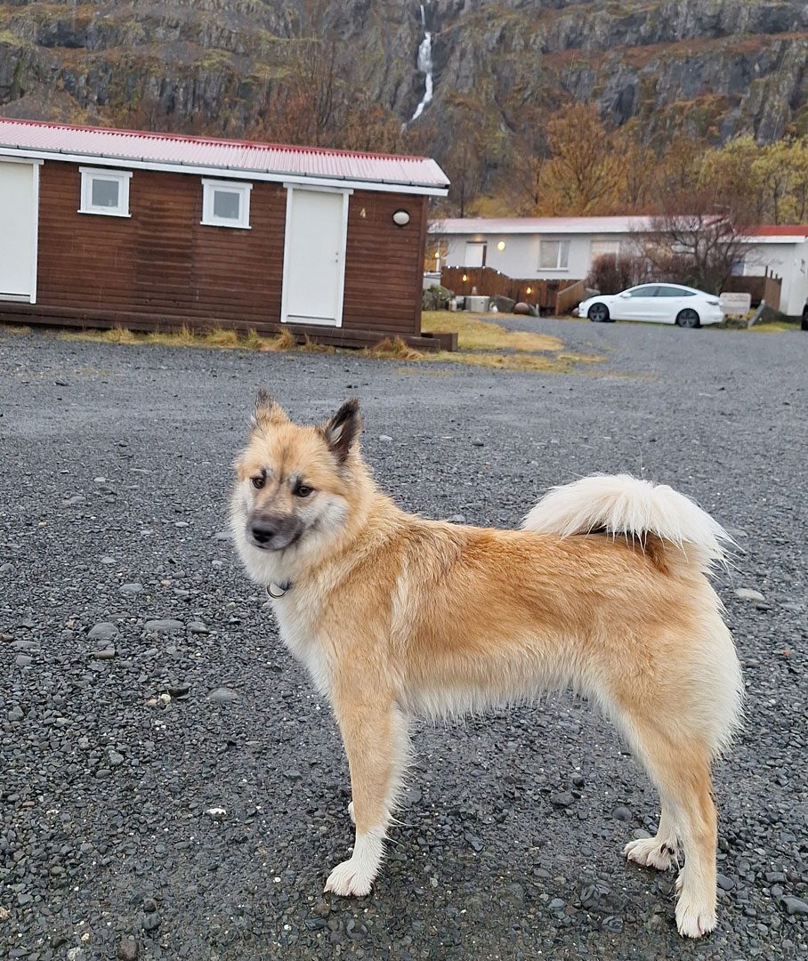 icelandic sheep dog