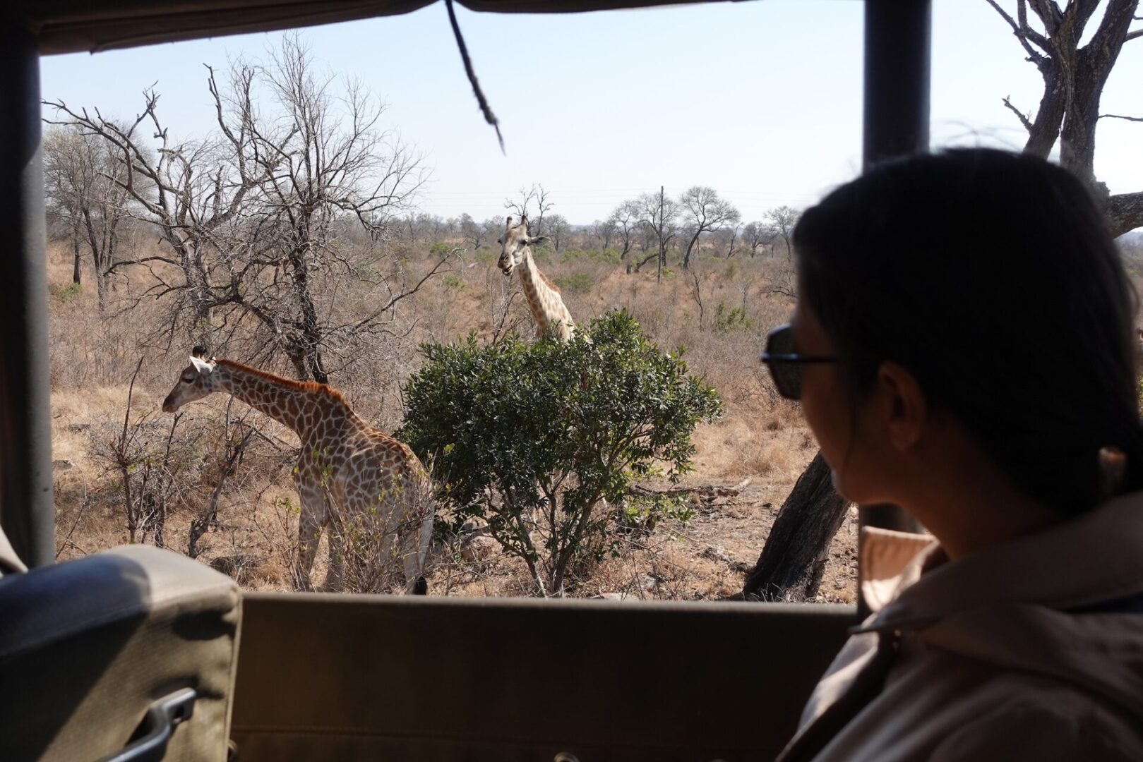 what to wear on a safari: looking at giraffes from a safari vehicle