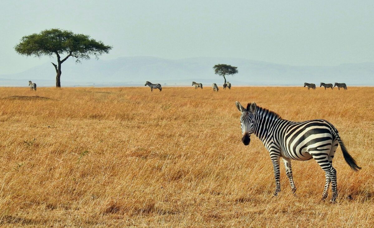 zebras in the african savannah 