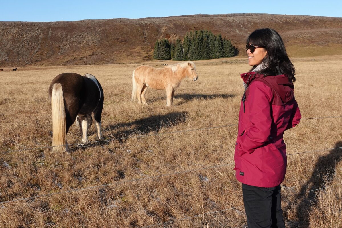 icelandic horses