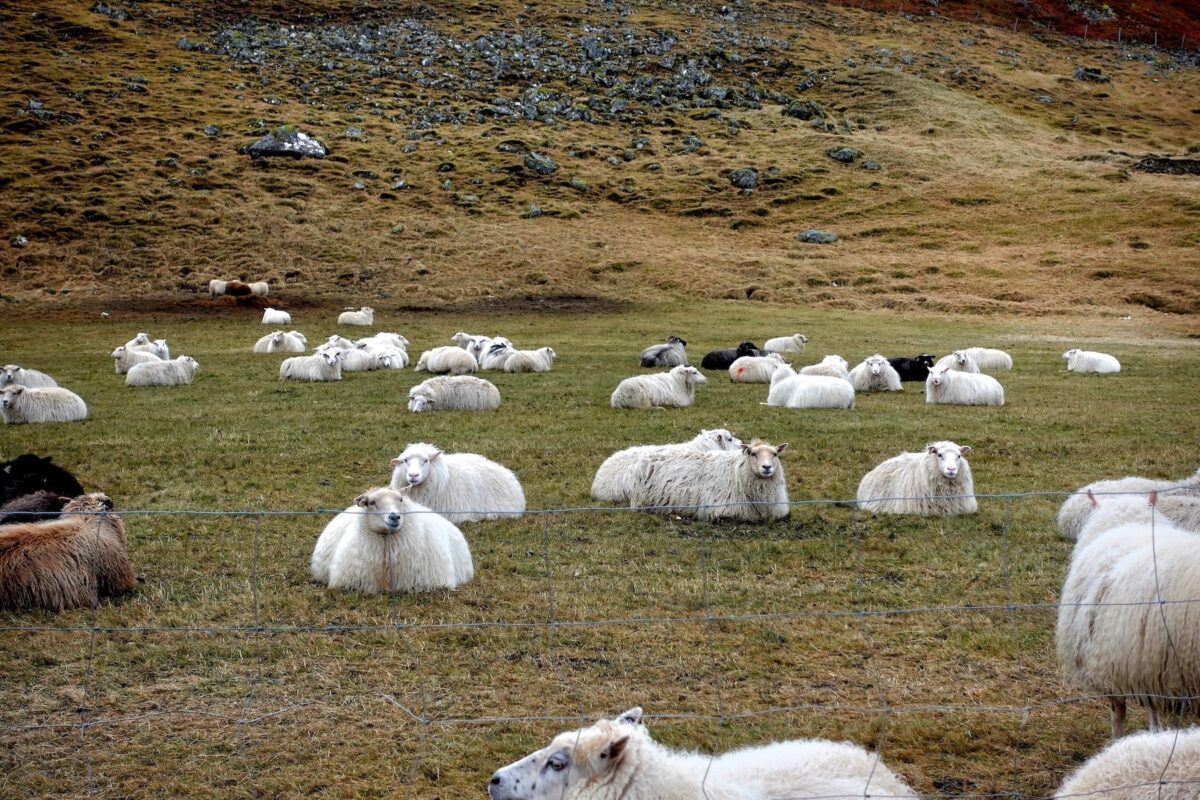 icelandic lamb