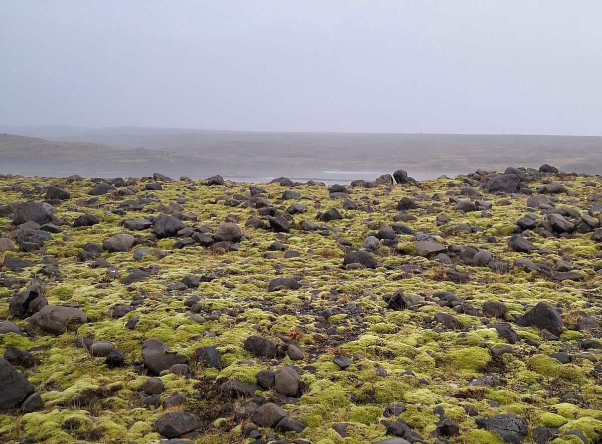 moss in iceland