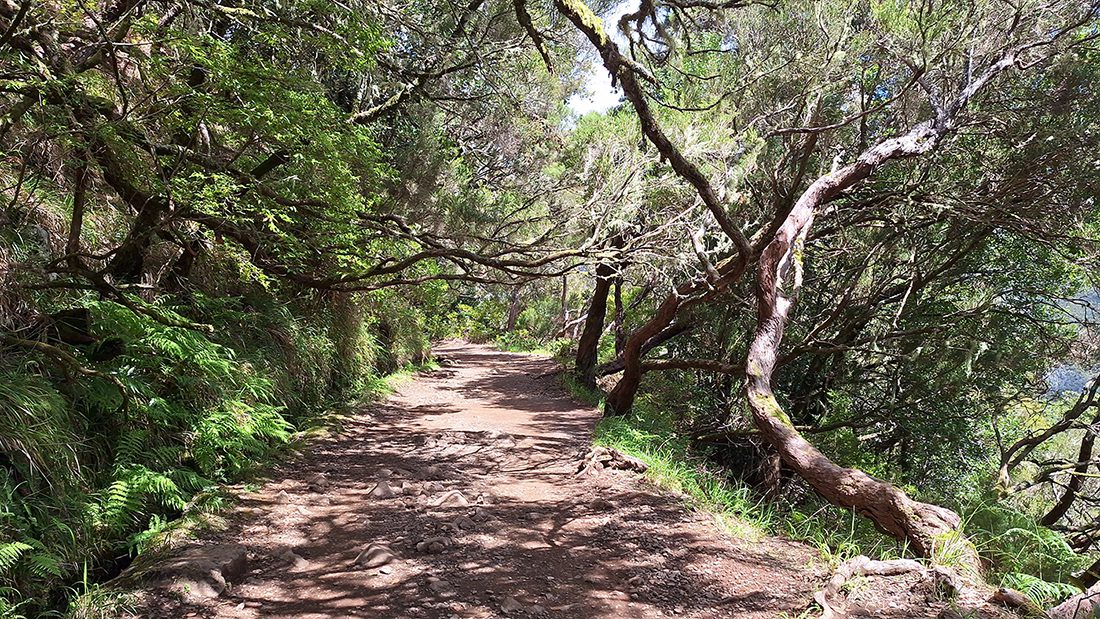PR6 levada das 25 fontes trail madeira