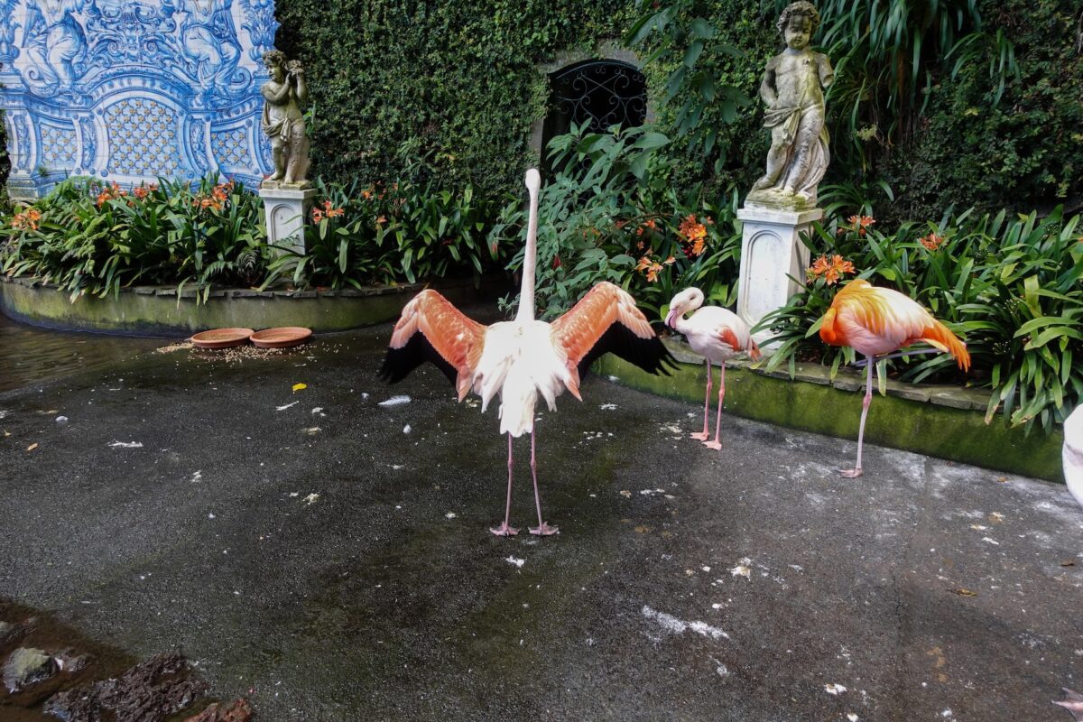 flamingoes trying to fly off