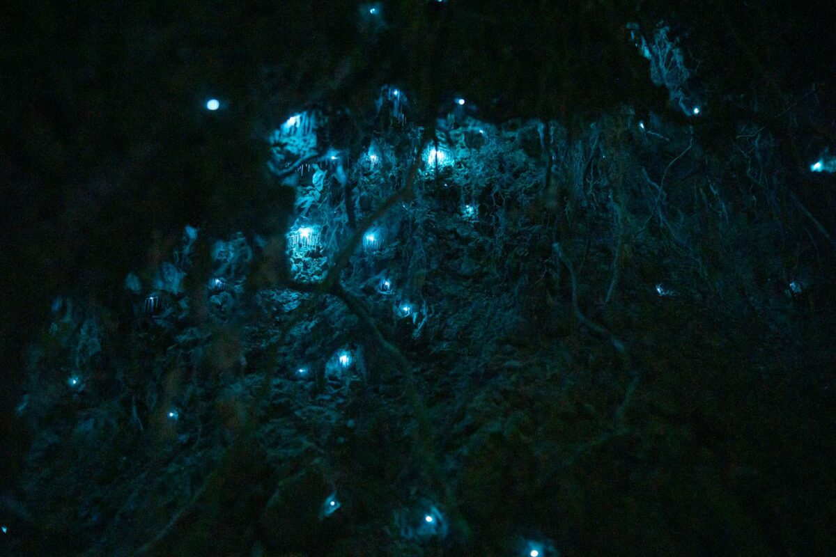 glowworms in new zealand