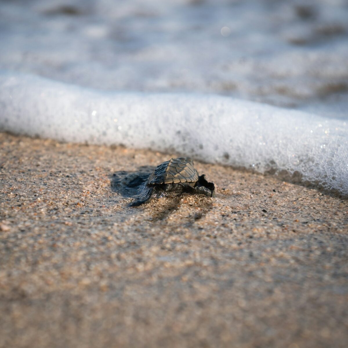 baby turtle near ocean