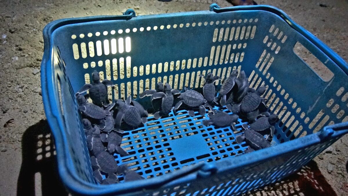 baby turtles in malaysia