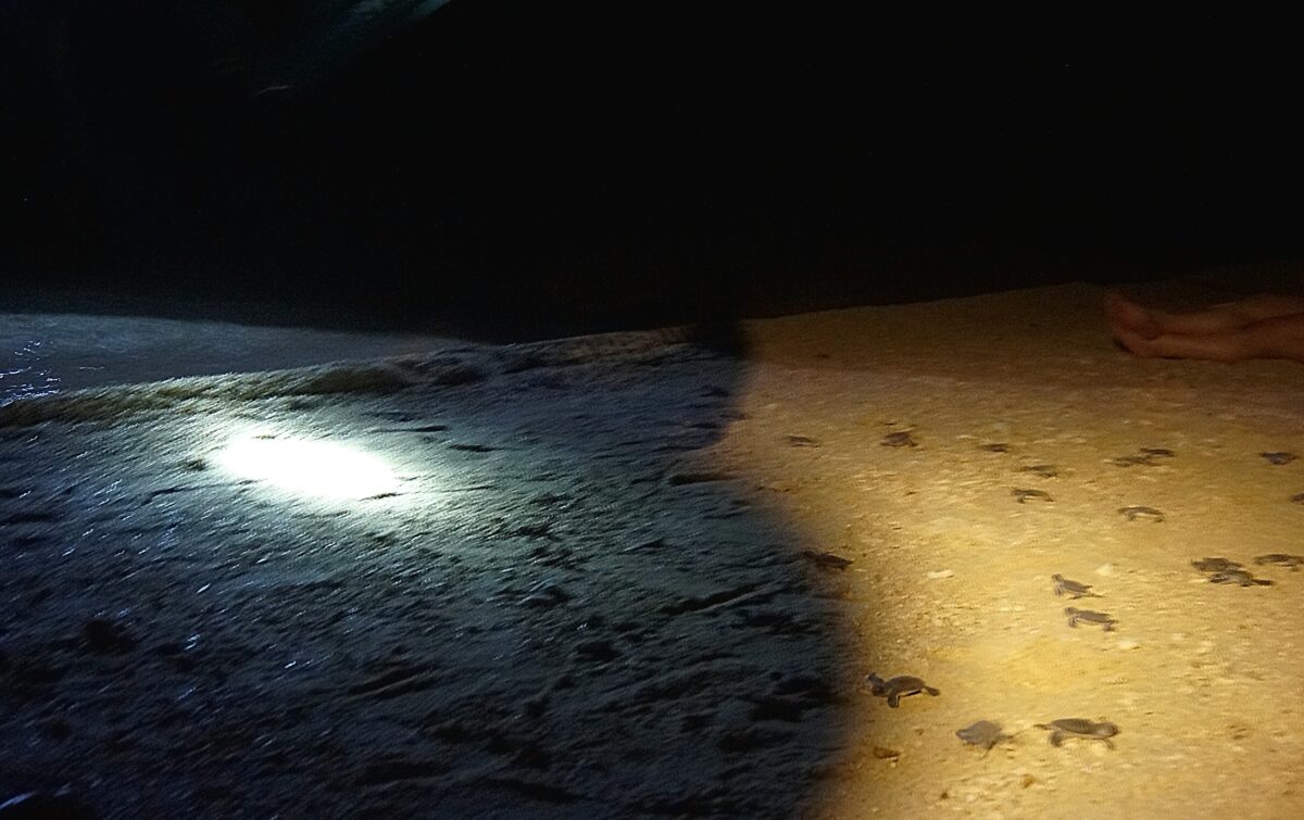 baby turtles swimming frenzy