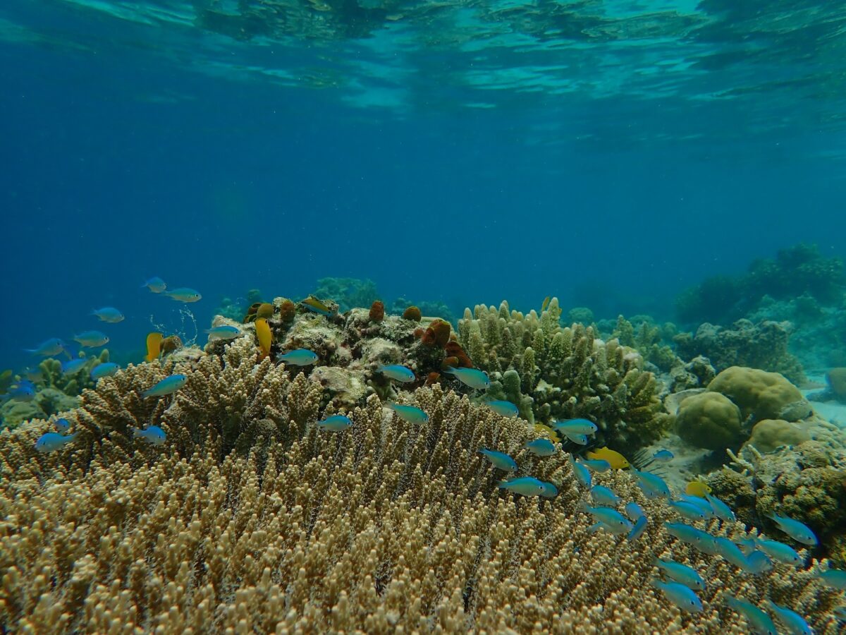 snorkelling in sabah