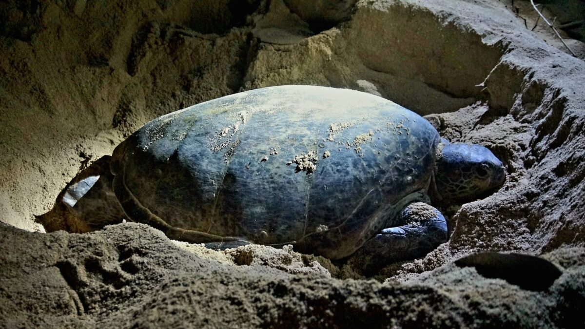 where to see turtles