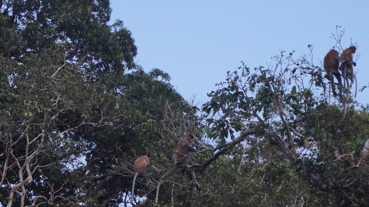 proboscis monkeys in sabah