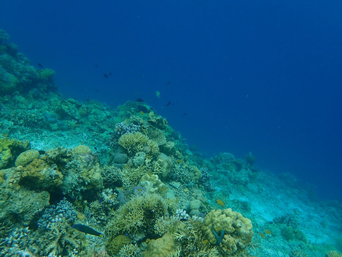 snorkelling near semporna