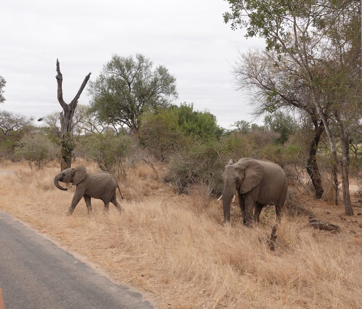 elephants at kruger national park