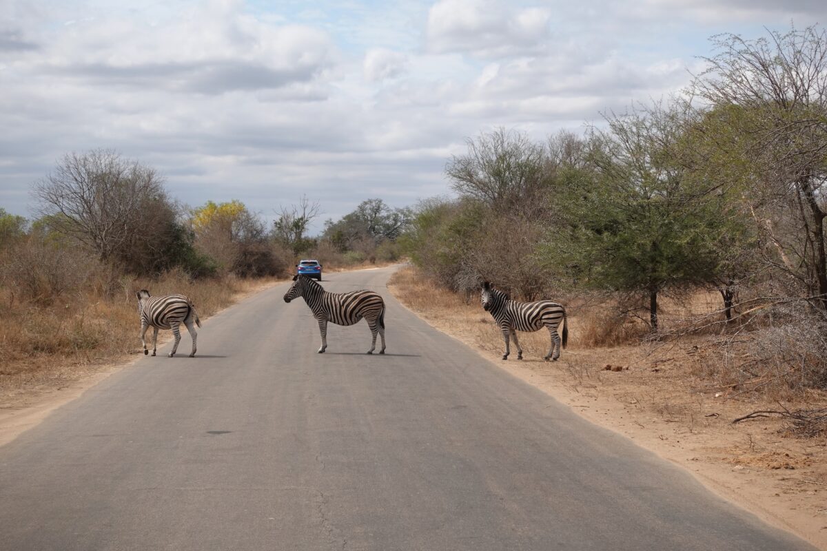 zebras in kruger